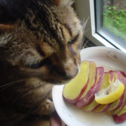 ４月ぶりのリピよん❤今のうちにネ＾m＾♡今日もずっと雨だからつまんない獣猫ちゃんw　ナデナデして慰めたら暇だからプロレスやろ！って腕を抱っこケリケリされそうにw